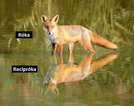 reciproka.jpg